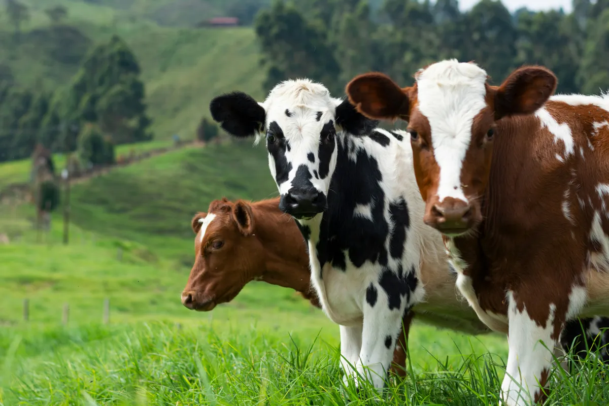 Healthy cattle in a lush South African field