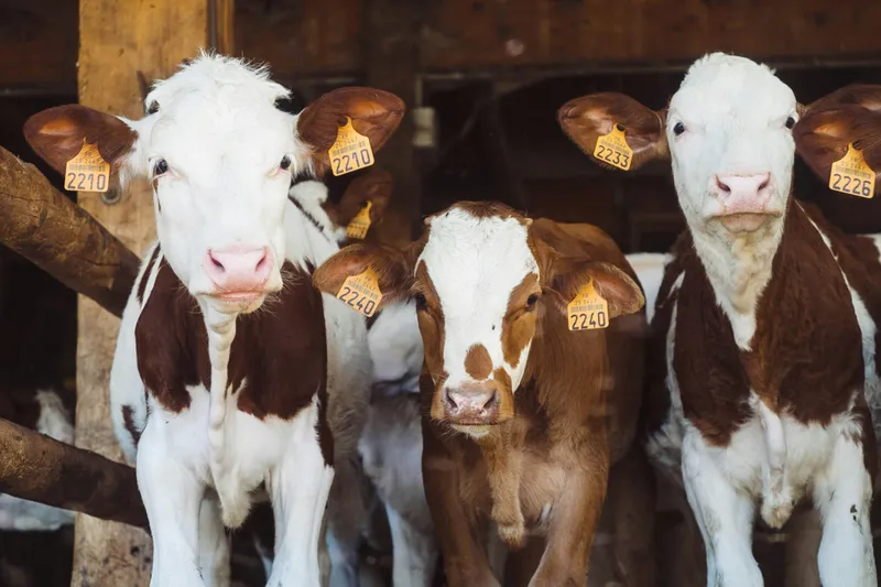 Young calves in a barn