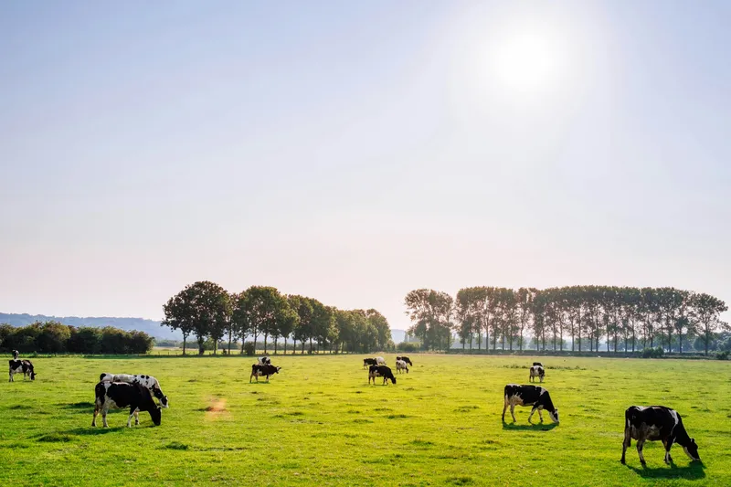 Dairy cattle grazing in sunny field
