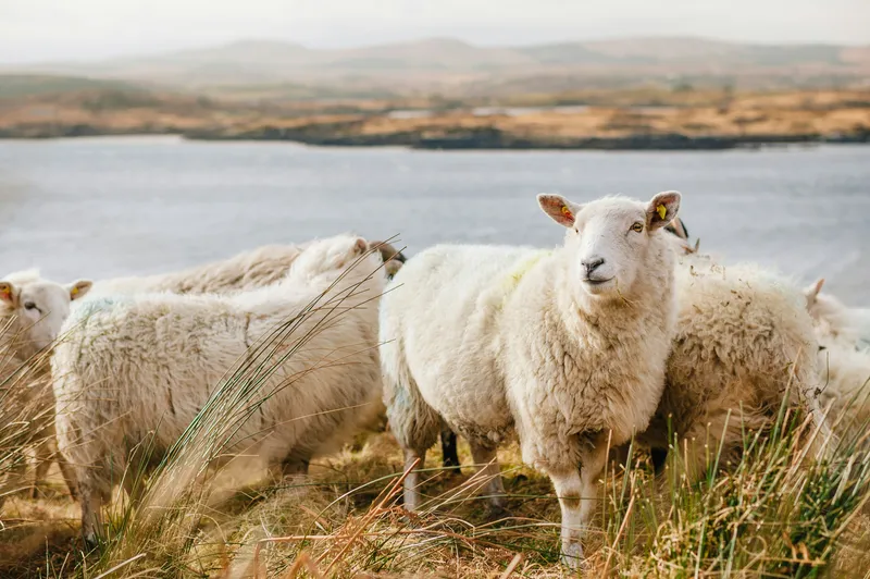 Sheep in highland pasture