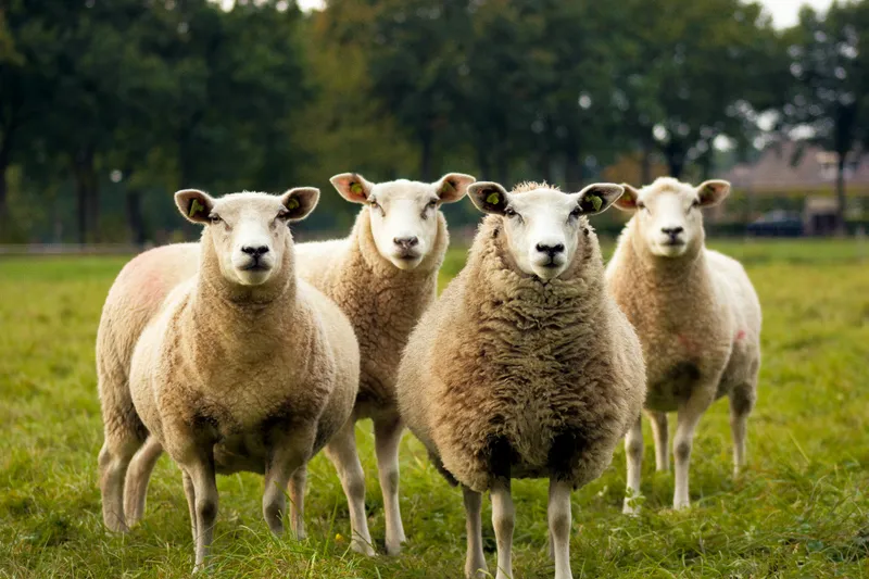 Healthy sheep on green pasture